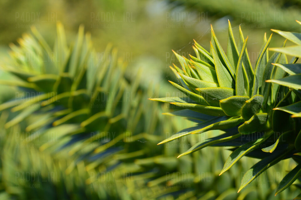 DSC_0051_1.JPG - P4ddy_IRL