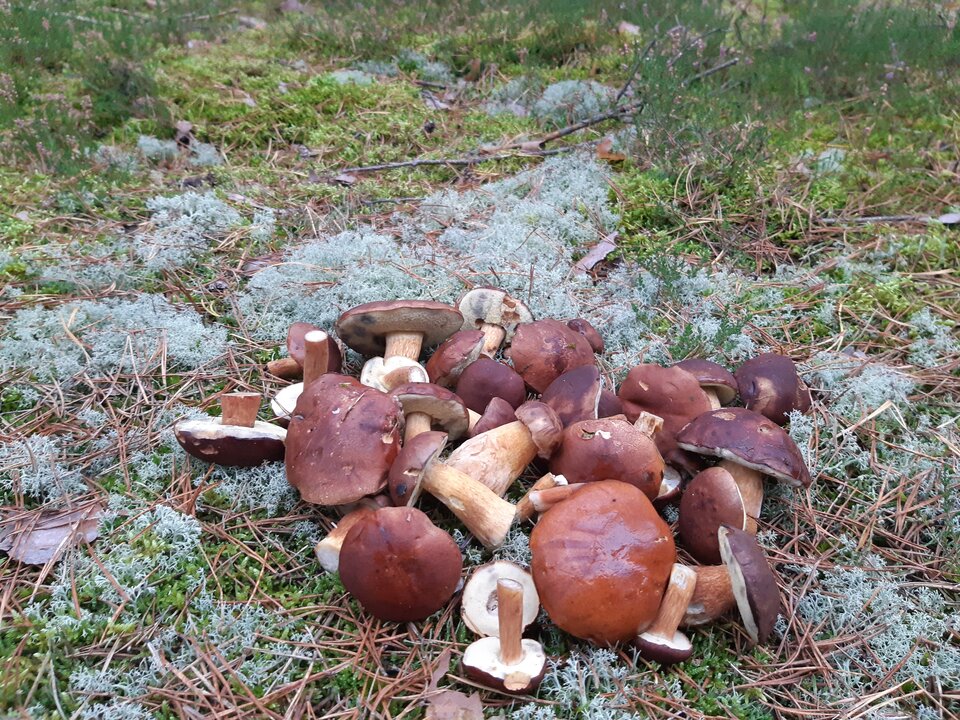 20211020_162454.jpg - torii99