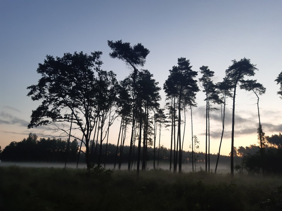 20210718_050117.jpg - torii99
