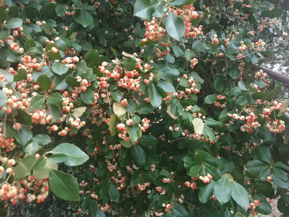 jesienne kwiaty - phenisex