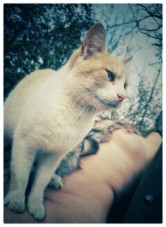 Kotka na gorącym ciałku