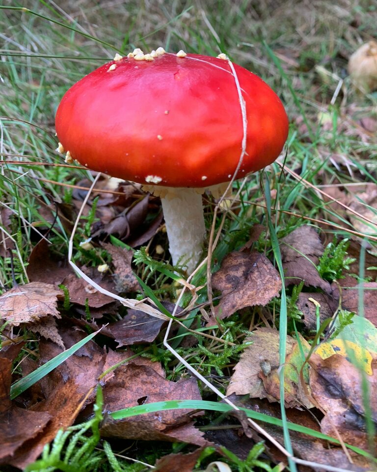 IMG_20211023_192812_883.jpg - Simonski