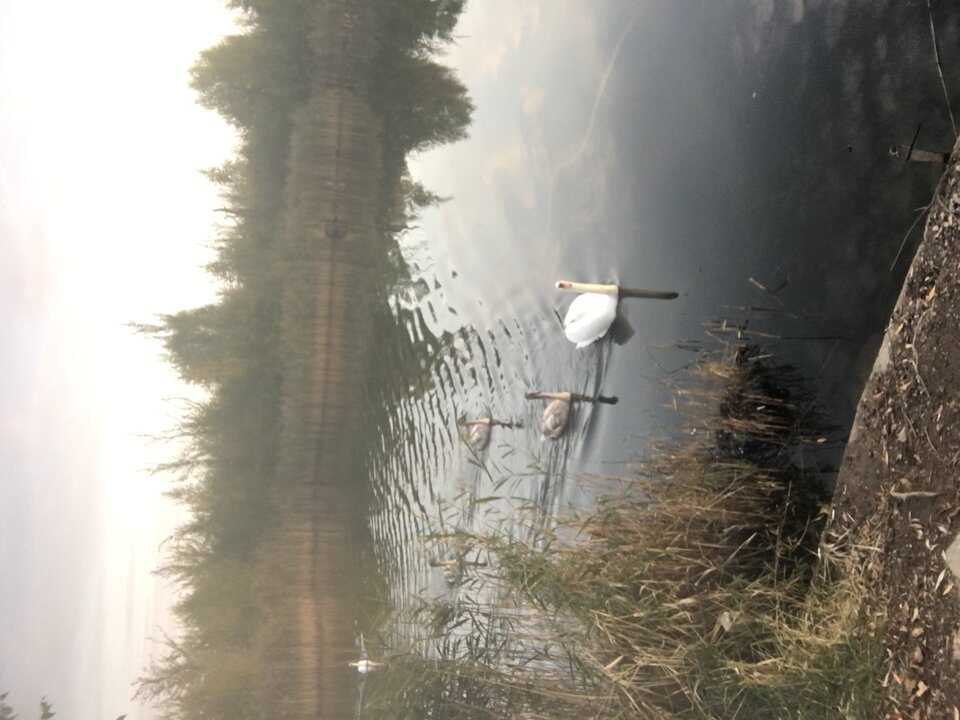 C7A4843D-2560-4E80-BB7D-334A53FA8B94.jpeg - Bogo1986