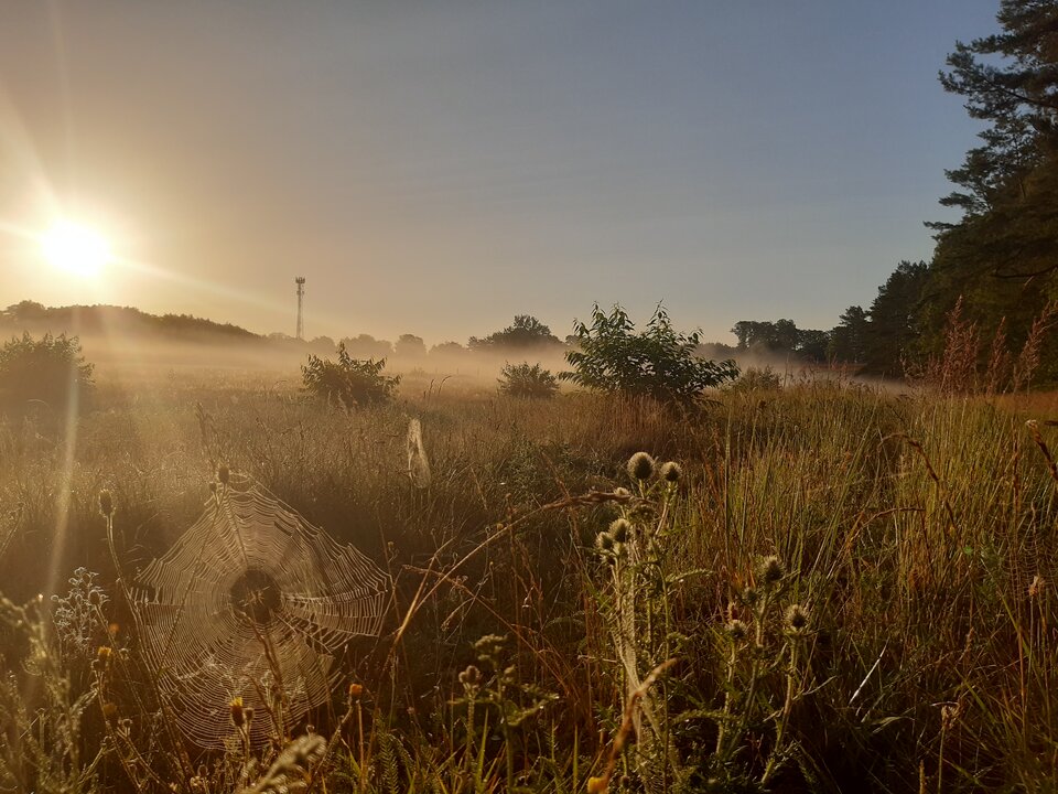 20210718_055516.jpg - torii99