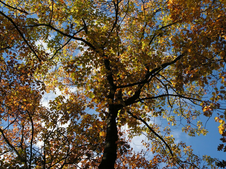 PICT0058.JPG - BlackJack12