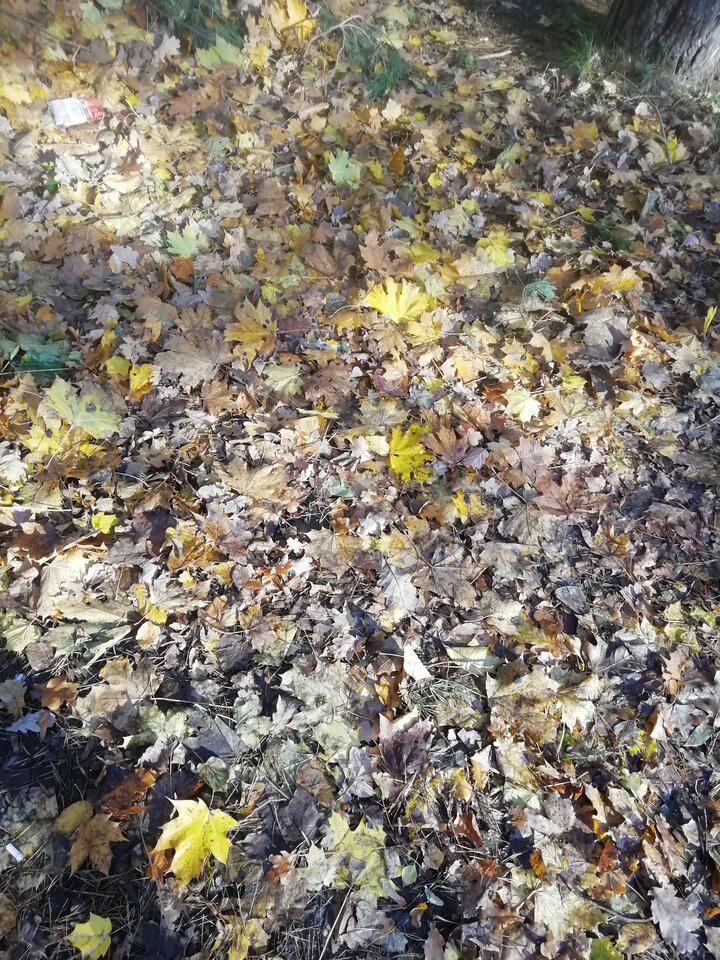 IMG_20211025_105953.jpg - Niebieskooka903