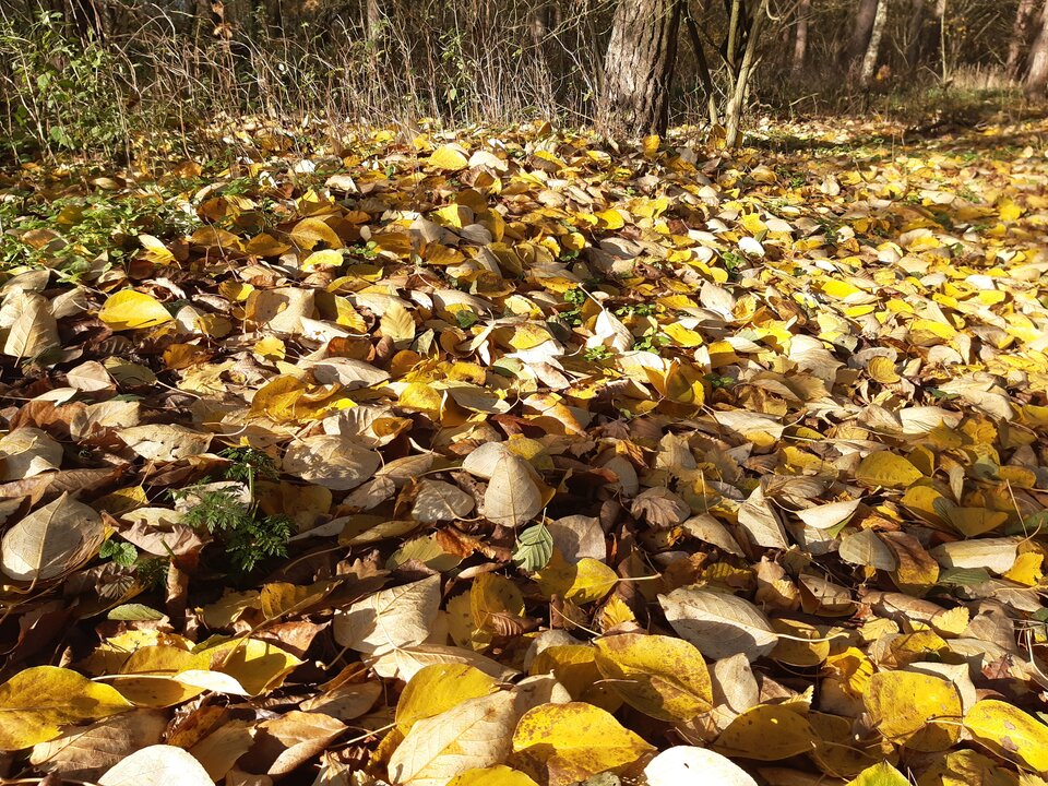 20201120_105553.jpg - torii99