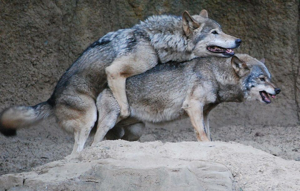 wolves_mating_compress36.jpg - SzaryWilk74