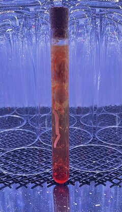 zarodek kai godek ;)