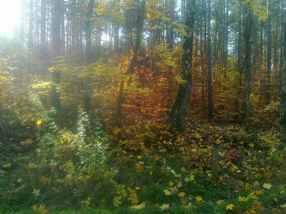 Zdjęcie9755.jpg - torii99