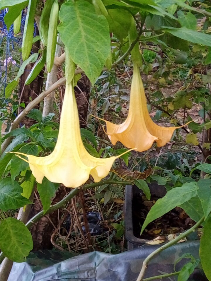 IMG_20211001_171332_409.jpg - szukampaninasex69