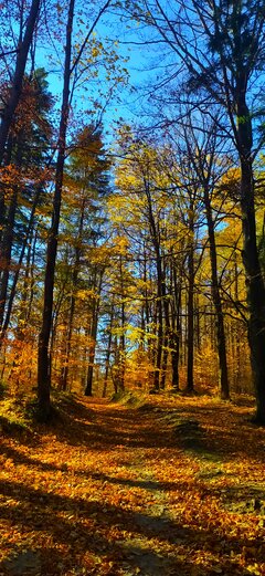 Piękna złota jesień w górach 😎😁
