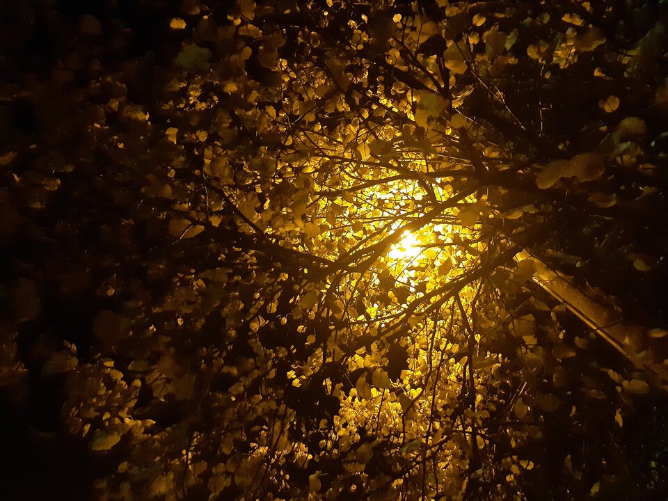 20211104_055453.jpg - torii99