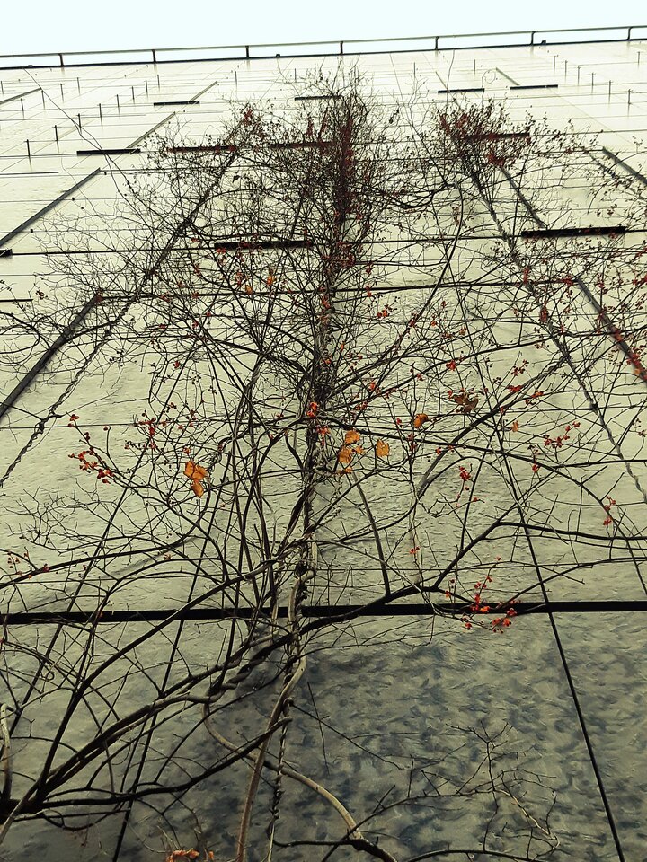 20211107_141654.jpg - dino8