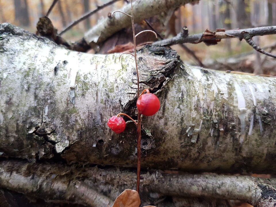 20211024_084032.jpg - destroy