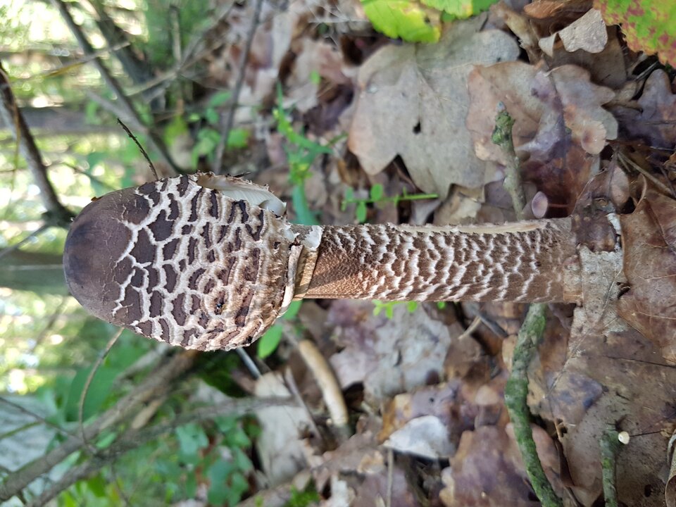 20210903_091128.jpg - destroy