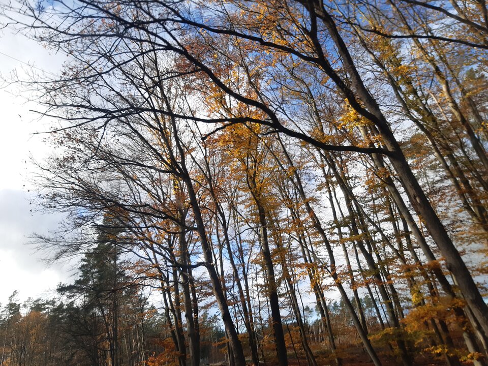 20211107_134841.jpg - torii99