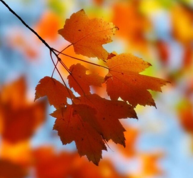 Gra kolorów 🍂🍁🍂🍁🍂🍁🍂🍁 - phenisex