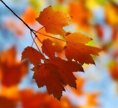 Gra kolorów 🍂🍁🍂🍁🍂🍁🍂🍁