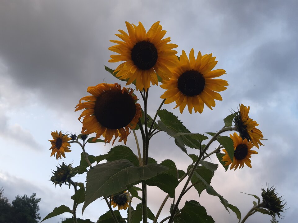 20210925_182827.jpg - torii99