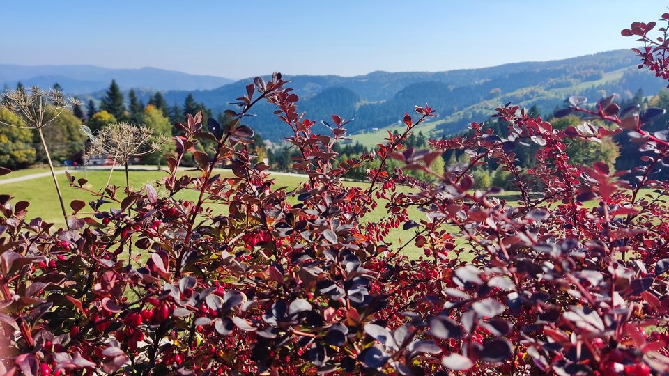 IMG_20211009_124006.jpg - on70x