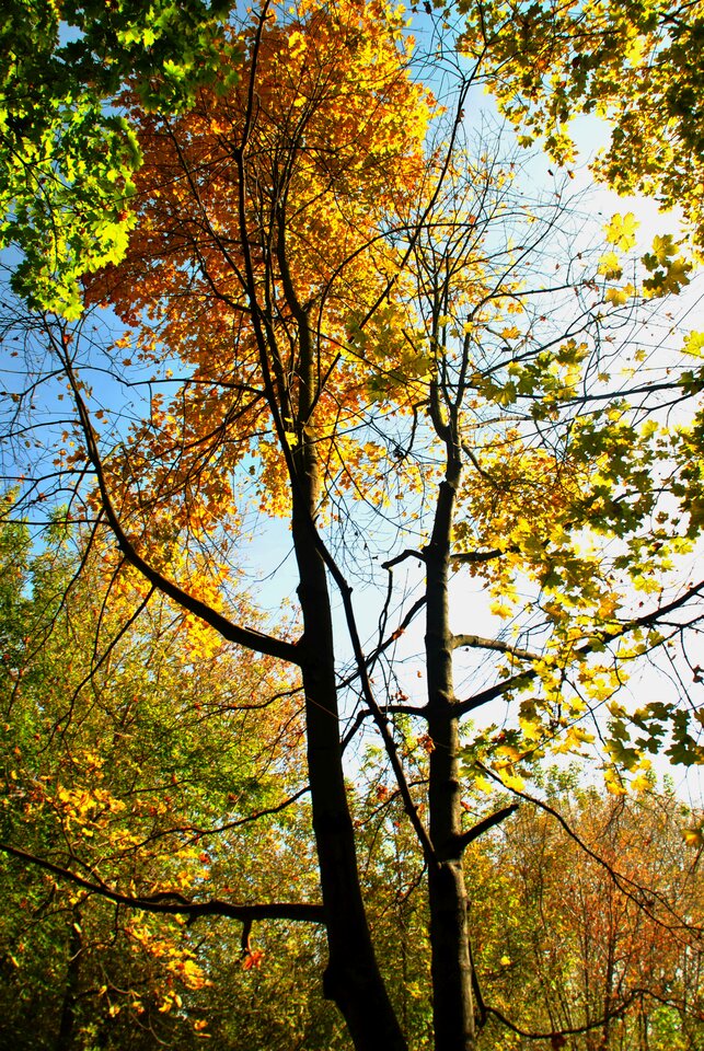 DSC_1660a.jpg - uhtred