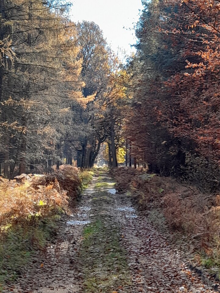 20211101_111556.jpg - Ambrozja2