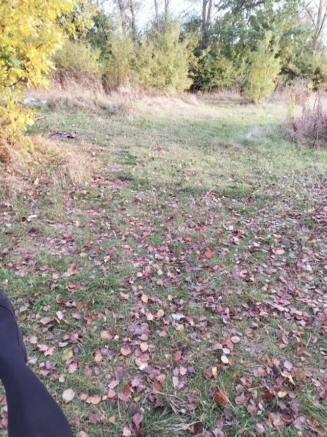 bibisuczka