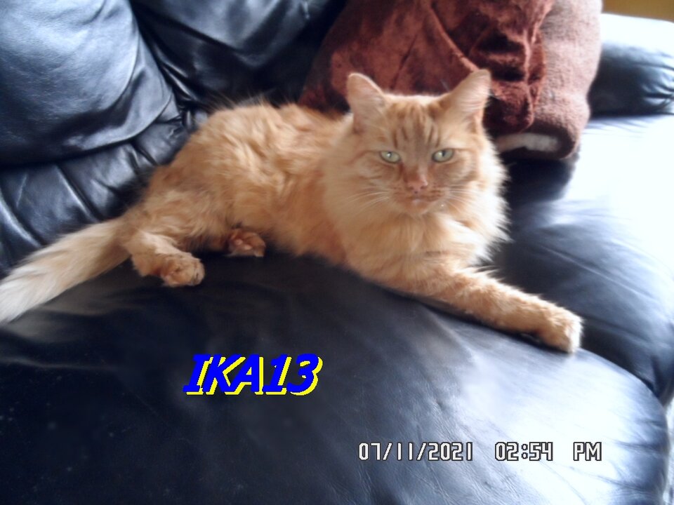 SAM_3816.JPG - ika13