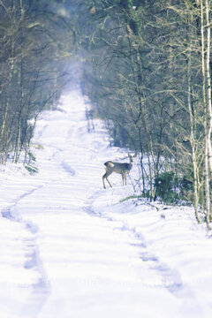 23.11 mazowsze  zima