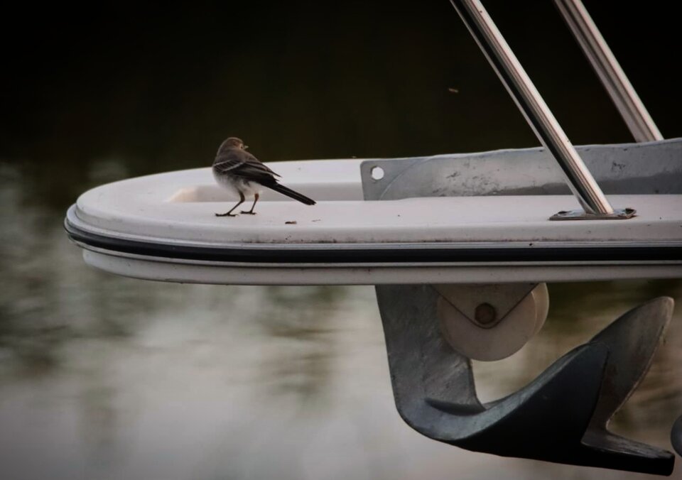 24.11 dobranoc - rex123