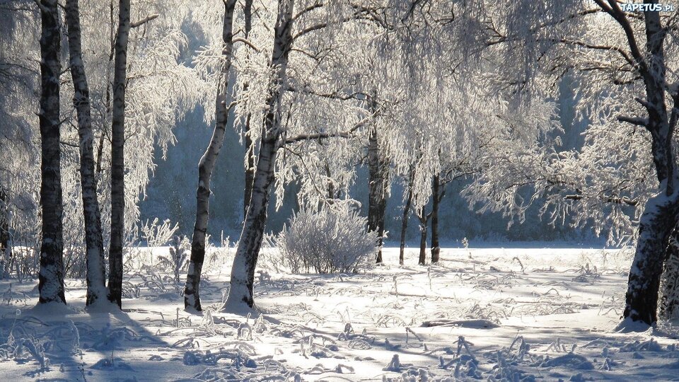 250623_zima-las-drzewa.jpg - on_dla_niej_tylko