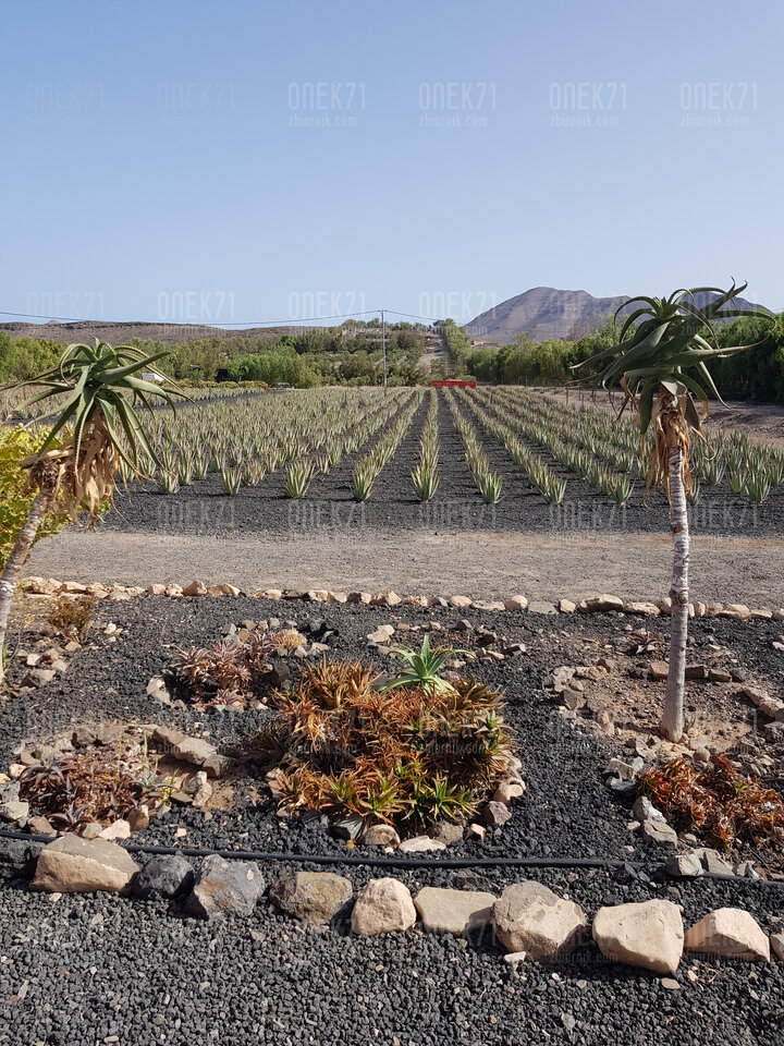 20200813_171751.jpg - Onek71