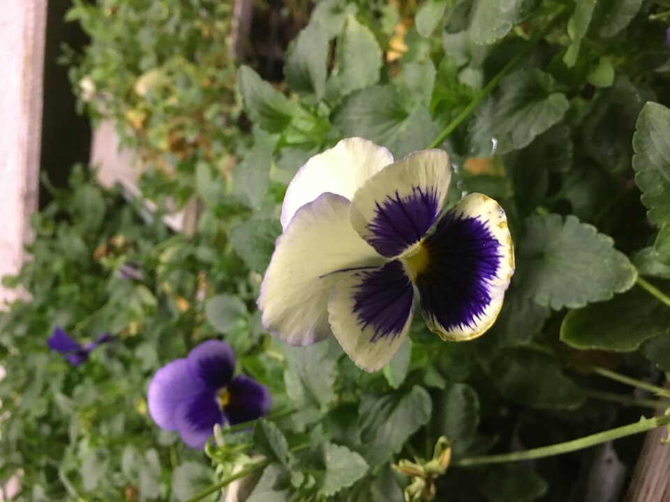 75EC73B1-B4E8-49F4-B7EC-207B3E269C06.jpeg - Bogo1986