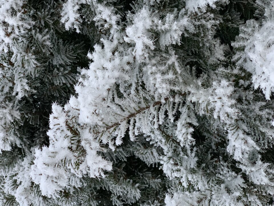 96F82E77-7B96-4FD4-8FB0-24266625B4BD.jpeg - easygoing7