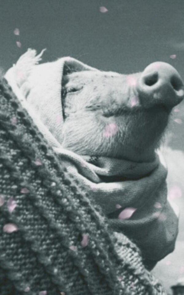 BujaszakaL.jpg - 27HejPrzygodo