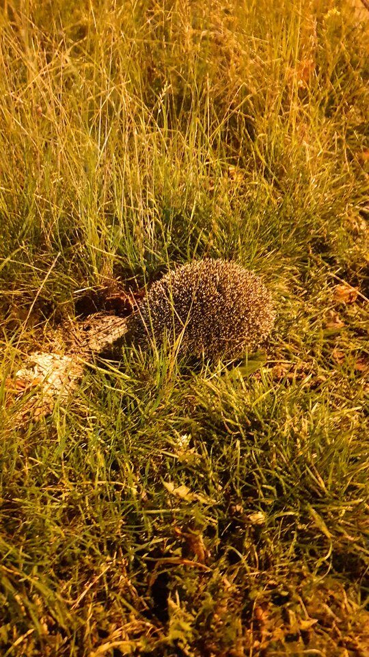 20211004_220651.jpg - reporter13