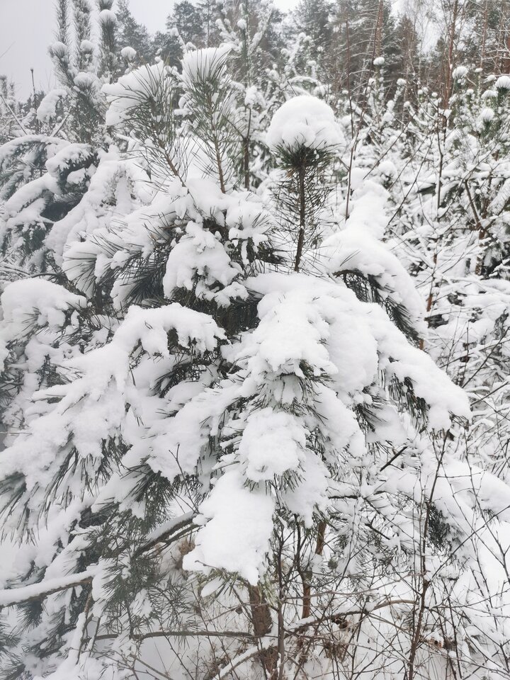 IMG_20211228_114703.jpg - adam1508