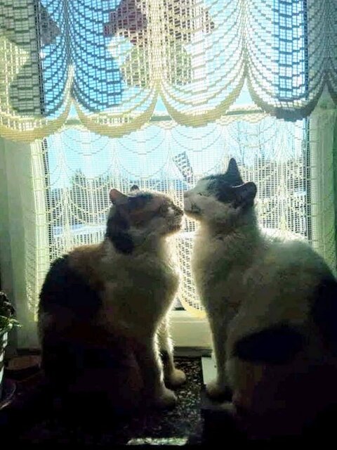 FB_IMG_15751249261840667.jpg - MN1975