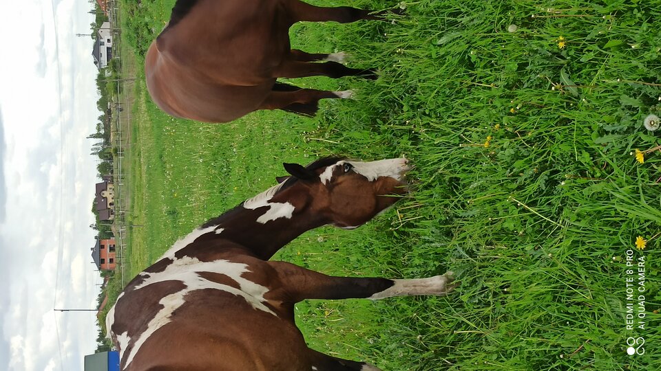 IMG_20210523_151646.jpg - IwonaMAM