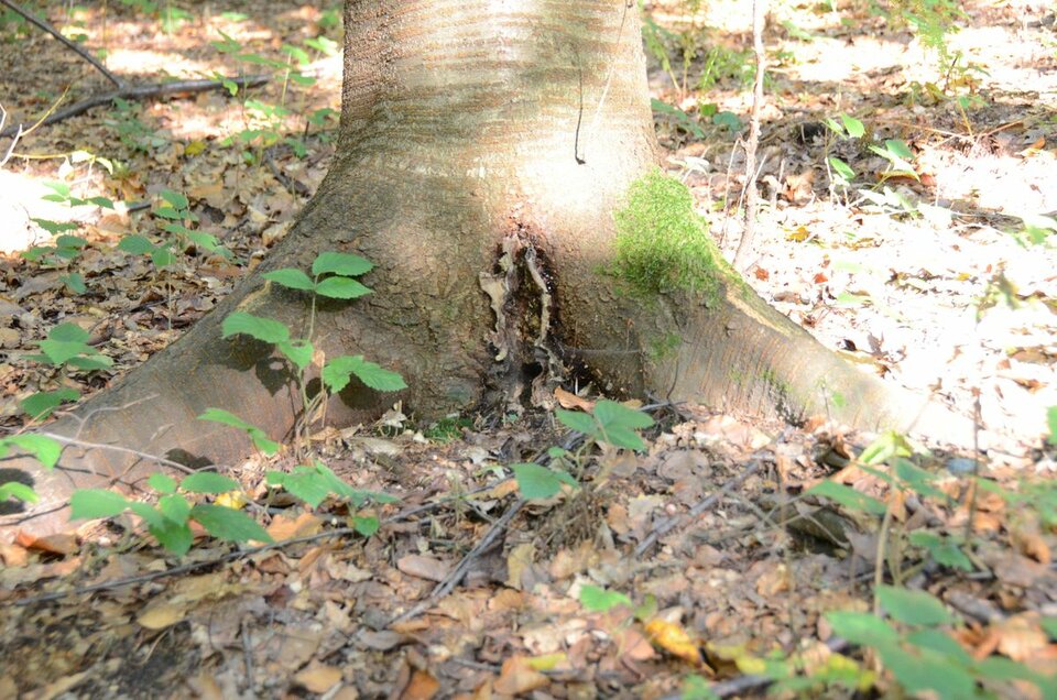 szrama.JPG - benio074