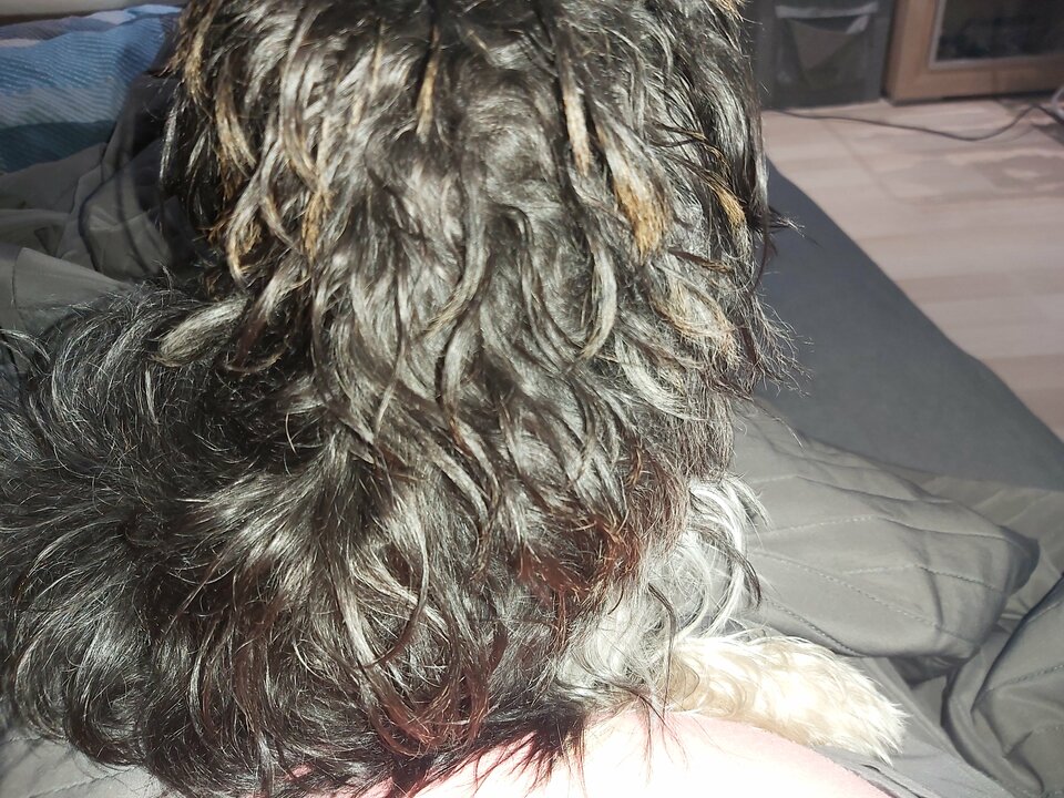 Moja psiapsi - Renata290377