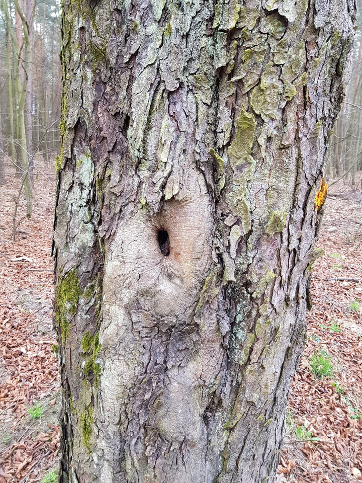 20210412_112901.jpg - Lozkowcy