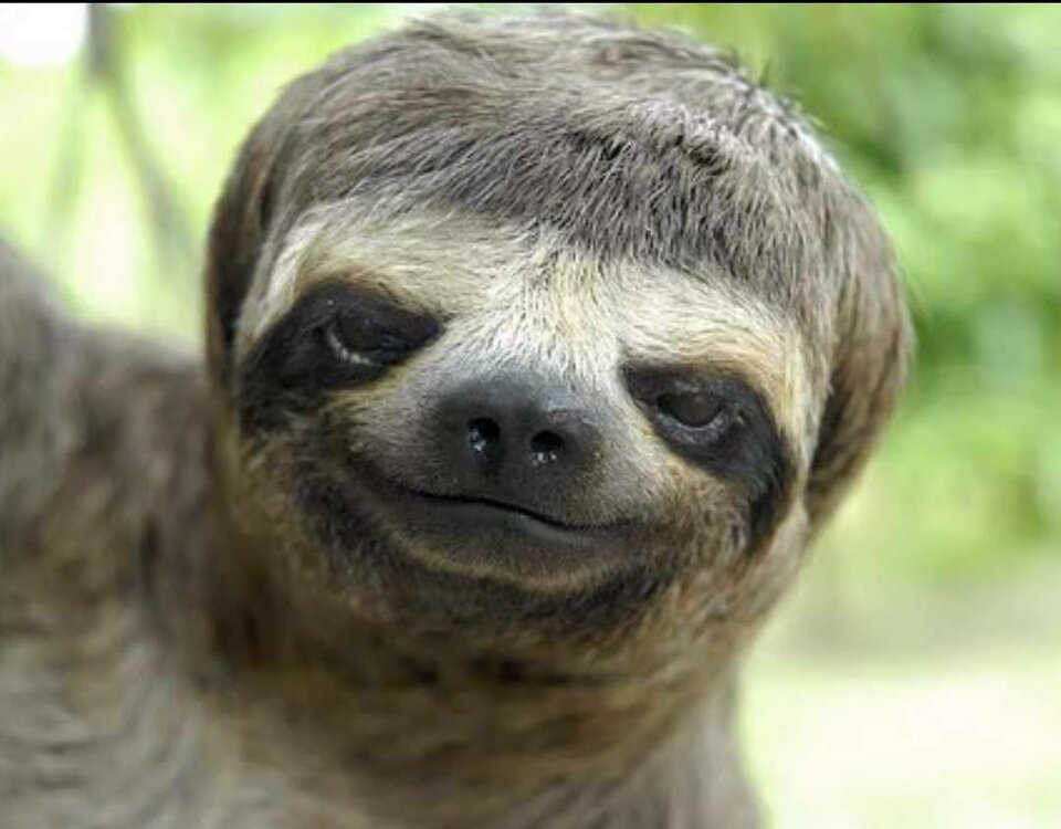 22520152_838640259629136_6476274703724214815_o.jpg - Iglesjas