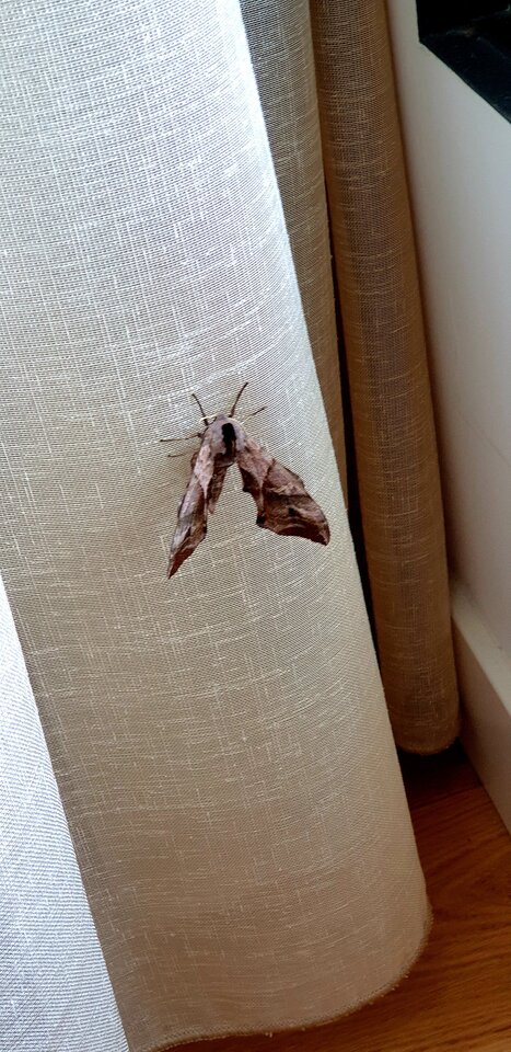 20210805_210934.jpg - Sh_e