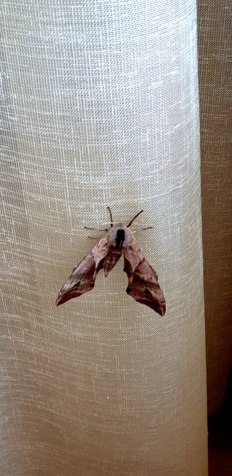 20210805_210917.jpg - Sh_e