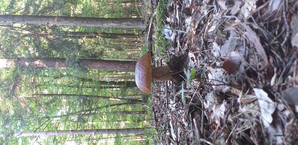 20210904_084859.jpg - dexterWAWA