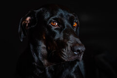 Z ciemności w ciemność