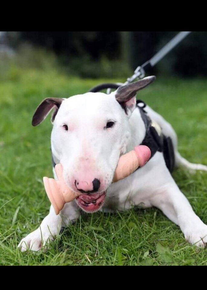 Kocham  tą rasę - Nikt_taki