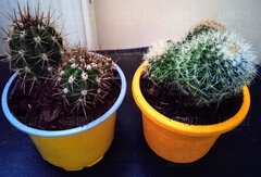 Kłują, jak ja 😜.